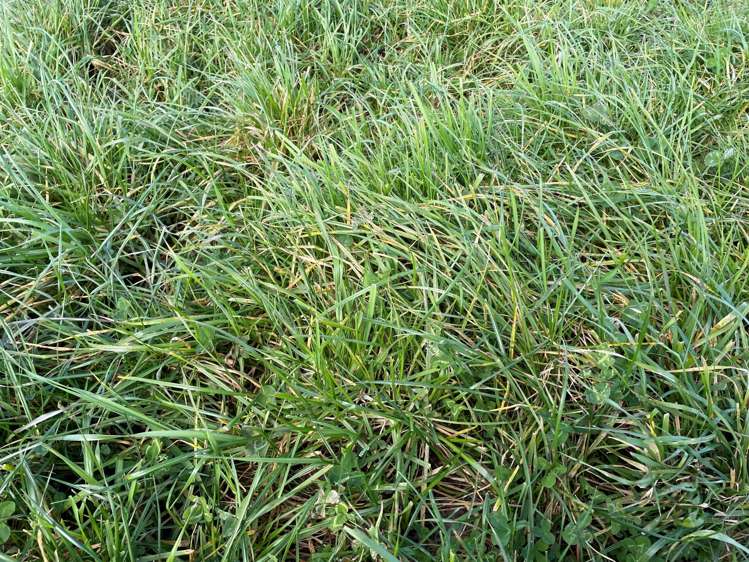 279 Karere Road Tiakitahuna_8