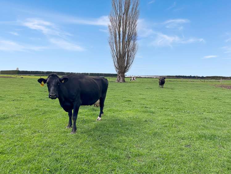 329 Kaituna Road Paengaroa_27