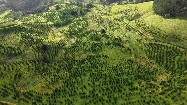 Waimatenui Road Waimatenui_1