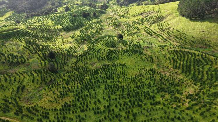 Waimatenui Road Waimatenui_1