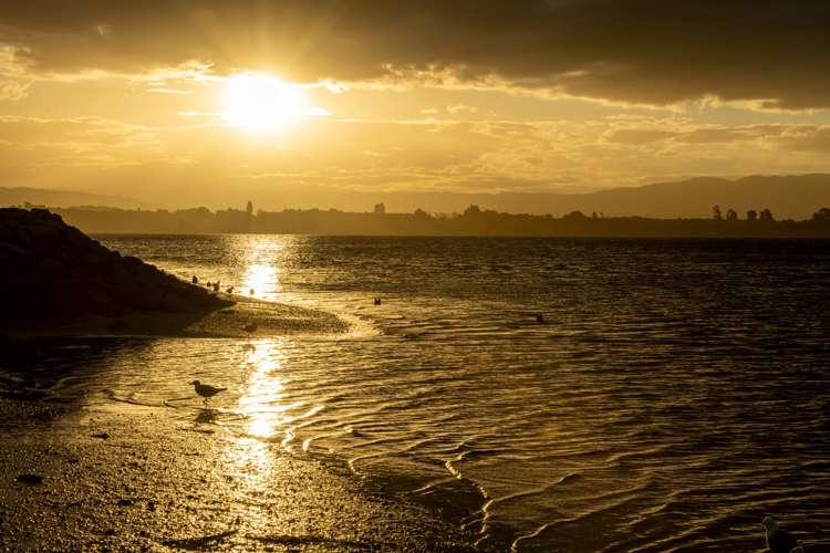 71a Matua Road Matua_34