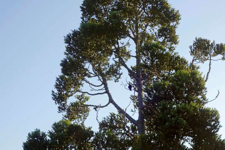 570 South Titirangi Road Titirangi_15