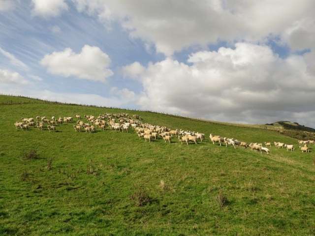 1094 Niagara Tokanui Highway Catlins Surrounds_1