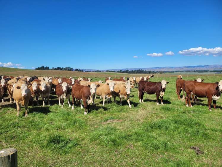 Wallington Road Omakau_13