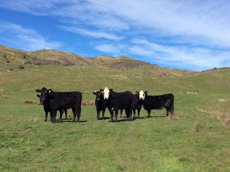 387 Eggleston Road Cheviot_3