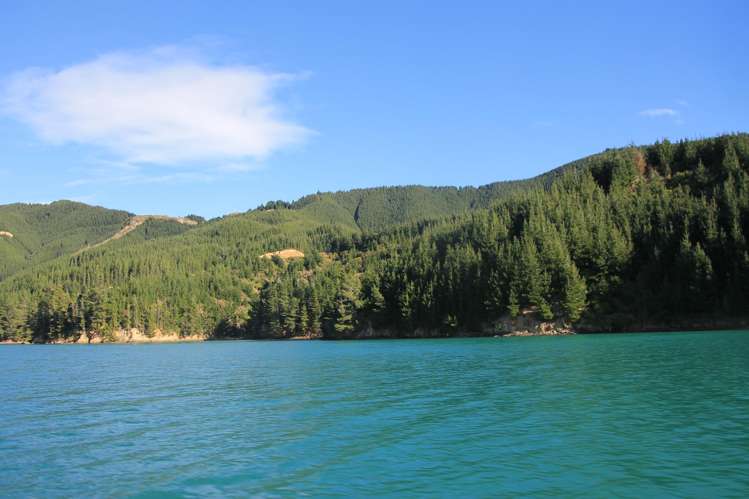 Queen Charlotte Forest, Onapua Bay Marlborough Sounds_13