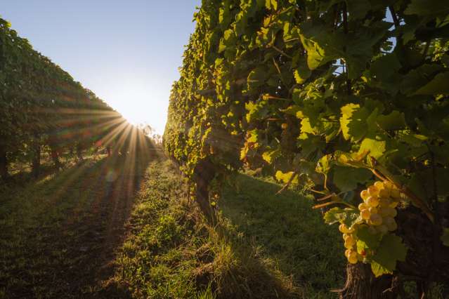 15 Alma Street North Renwick_4