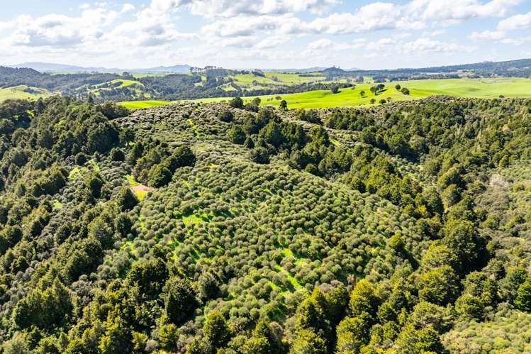 Baker Road Maungatapere_12