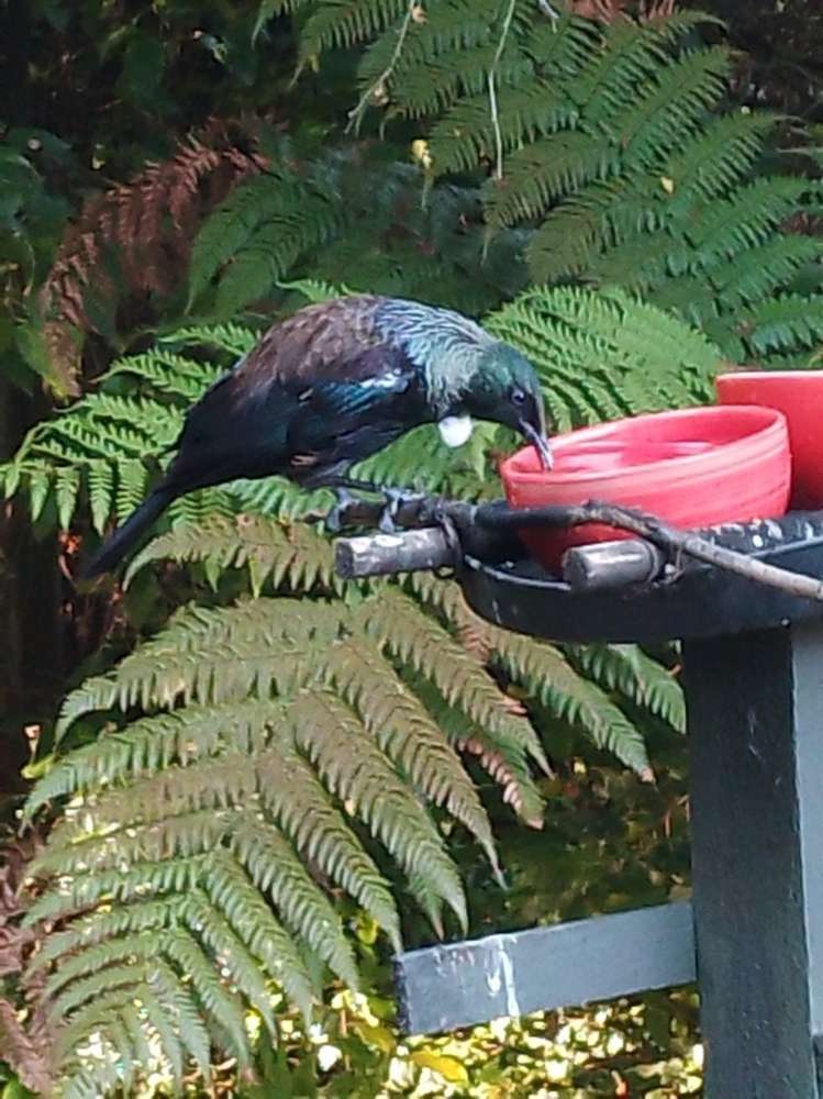 234 Highcliff Road Shiel Hill_24