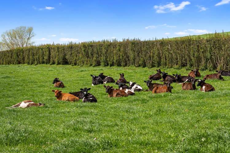 520 Lake Road Horsham Downs_5