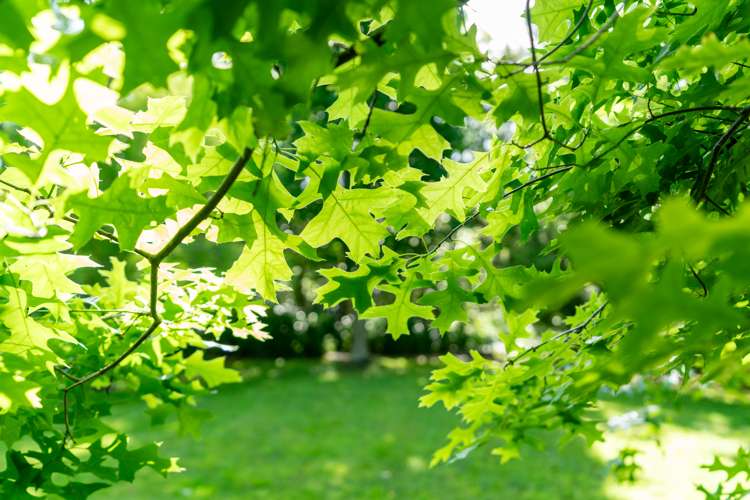 14a Puriri Road Waikanae_39