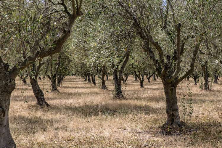 179 Racecourse Road Amberley_38