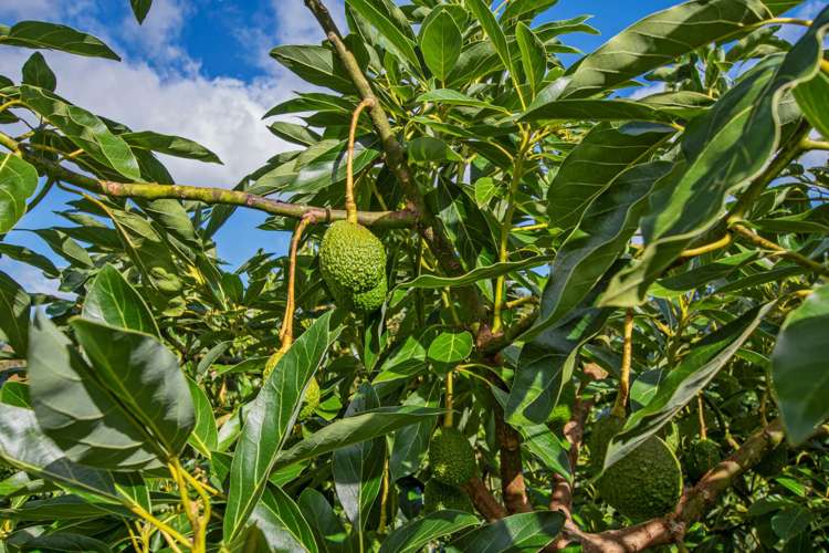 1272 Pipiwai Road Ruatangata_17