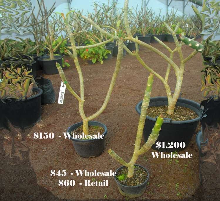 330 West Coast Road Awanui_16