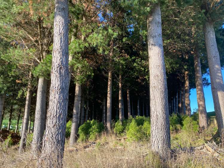 40 Whyte Road Tuatapere_11