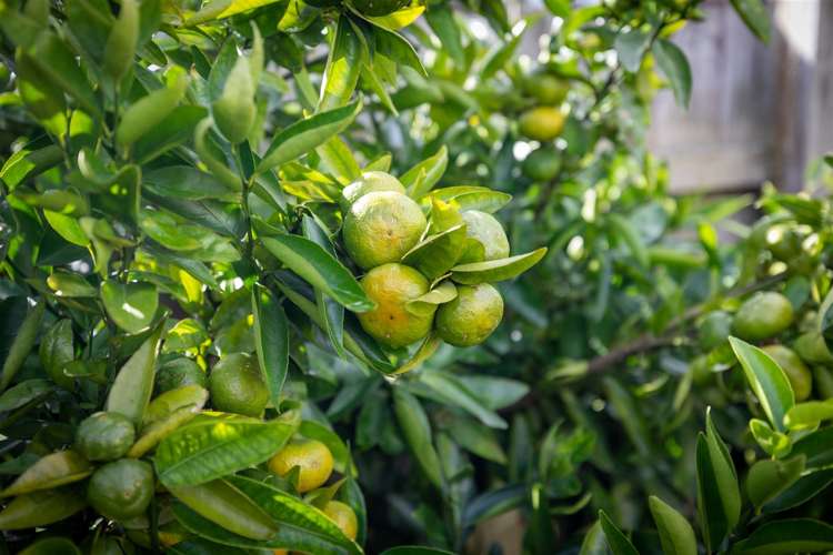 8b Belray Place Papamoa_22