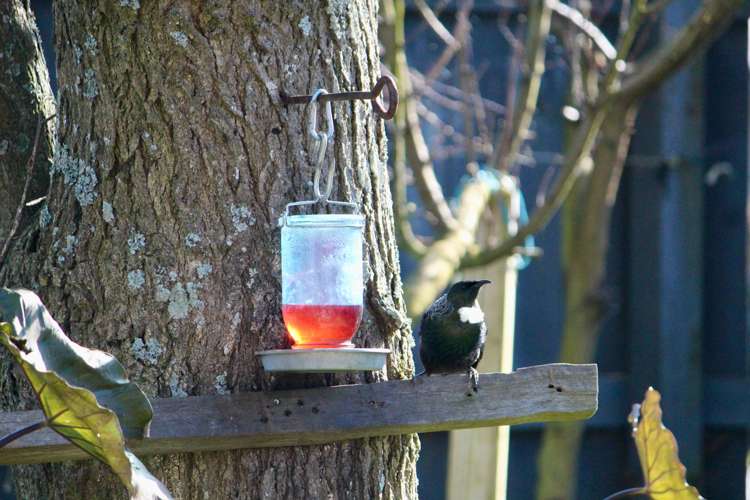 2a Bryce Street Kihikihi_13