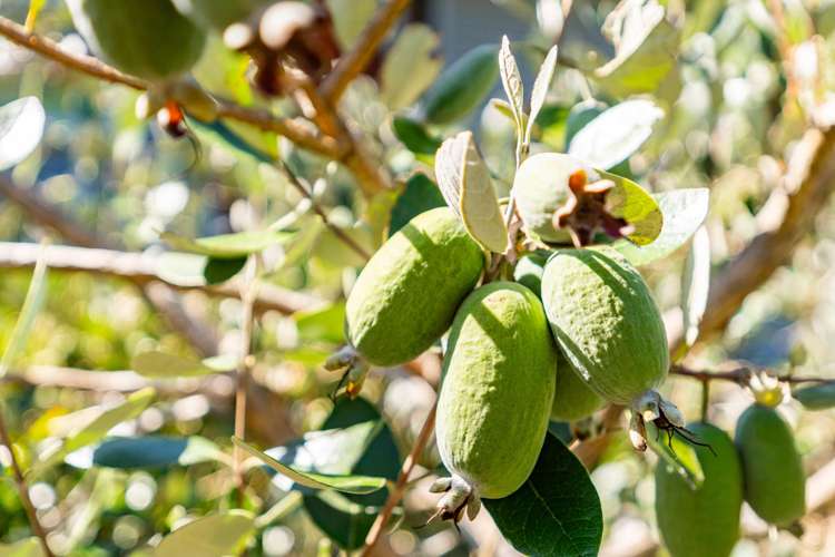 8 Grove Road Mangawhai Heads_29