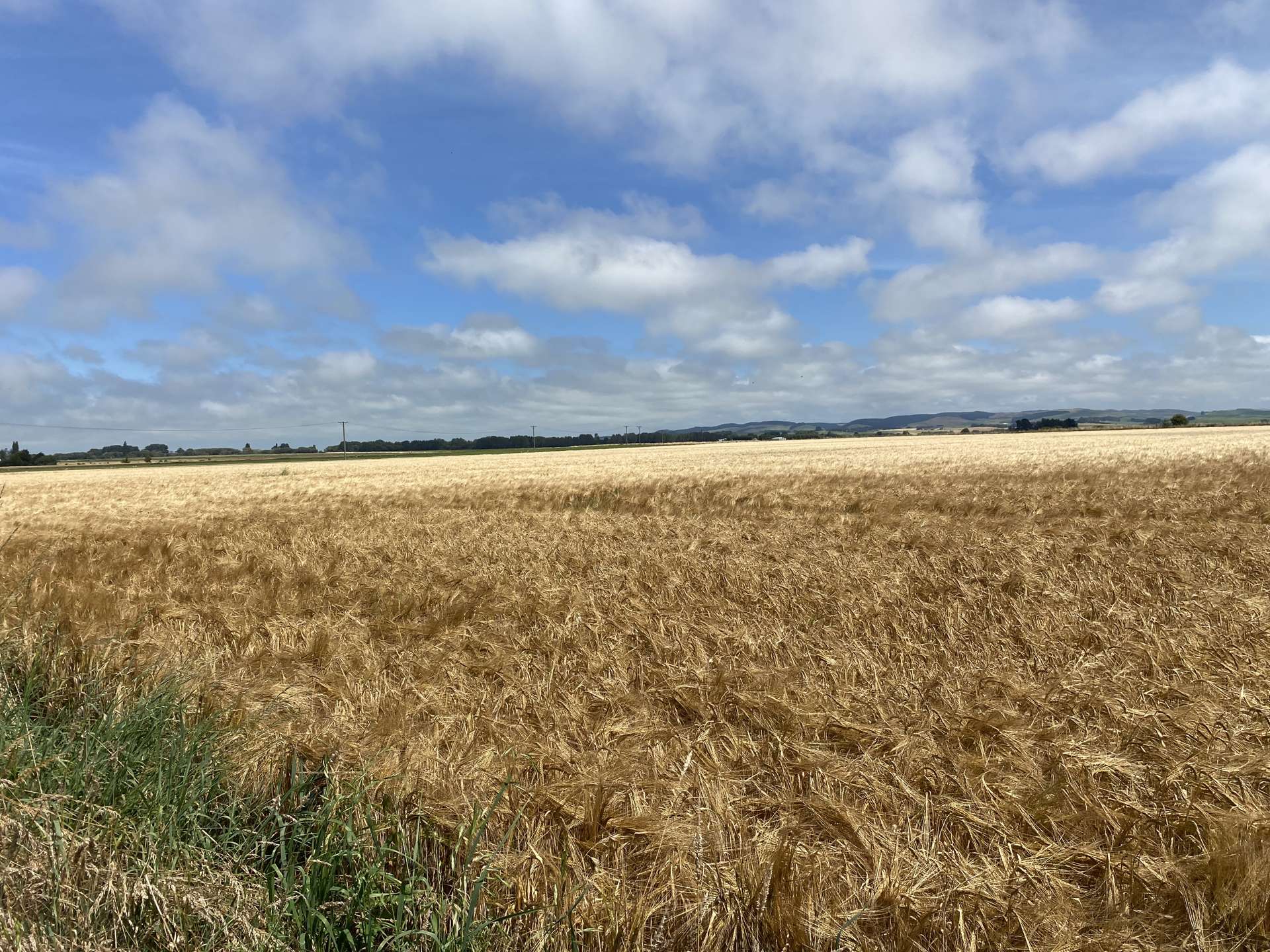 Willowbridge Road Waimate_0