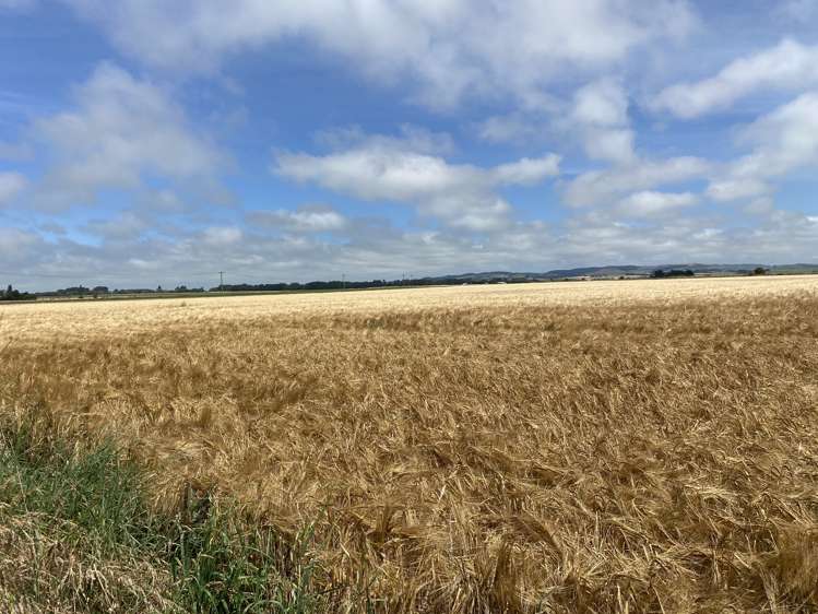 Willowbridge Road Waimate_0