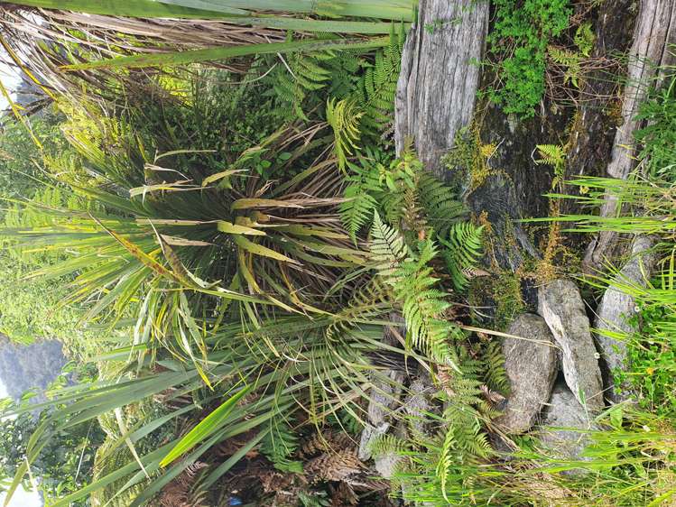 5 Middleton Place Franz Josef Glacier_6