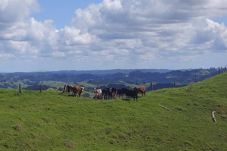 632 Marlow Road Maromaku_8