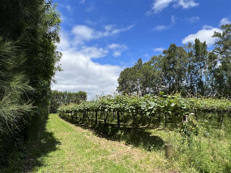 123 Wiroa Road Kerikeri_6