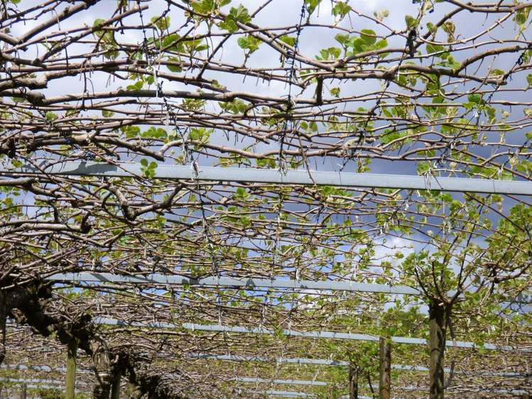 1335a No 3 Road Te Puke_17