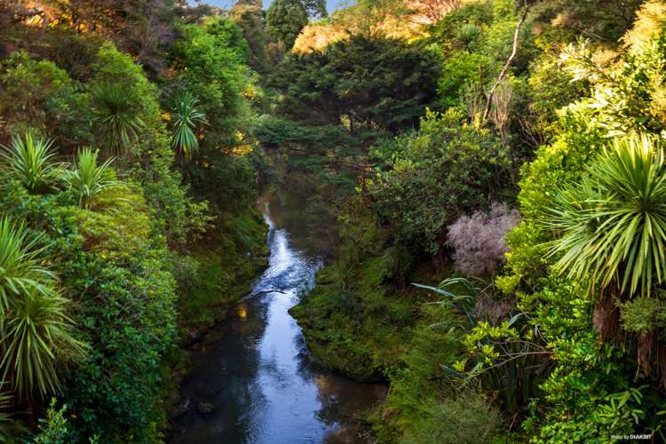 318a Great North Road Henderson_14