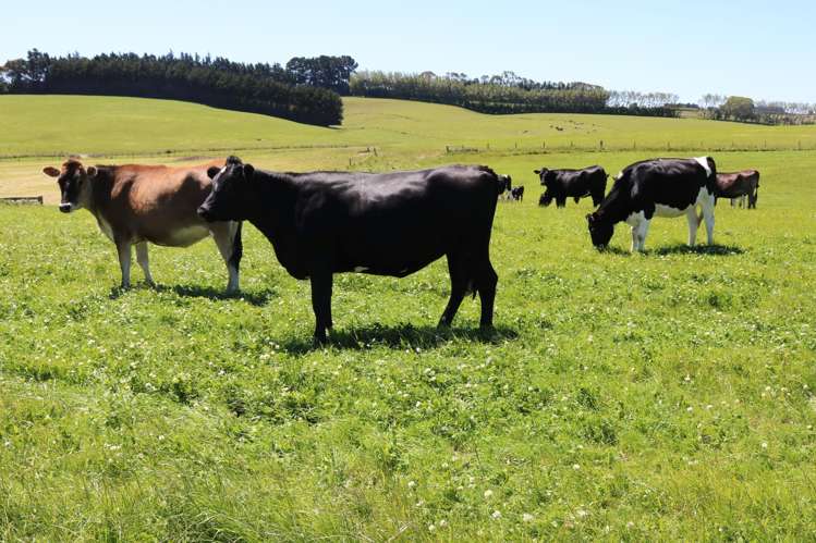 878 Downs Road Edendale_15