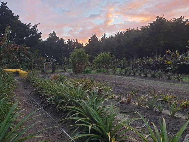 304 Mangakahia Road Maungatapere_13