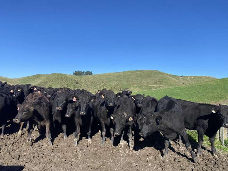 48 Heathfield Road Waipara_15