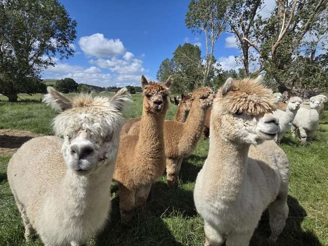 Alpaca's not included!!