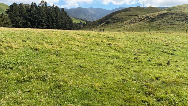 . Tamaki East Road_0