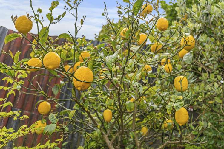 293 Tukapa Street Hurdon_20