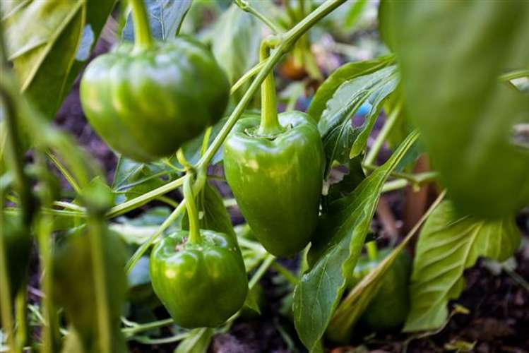 64 Waioeka Road Opotiki Coastal_11