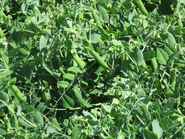 524 Rules Road Pendarves_4