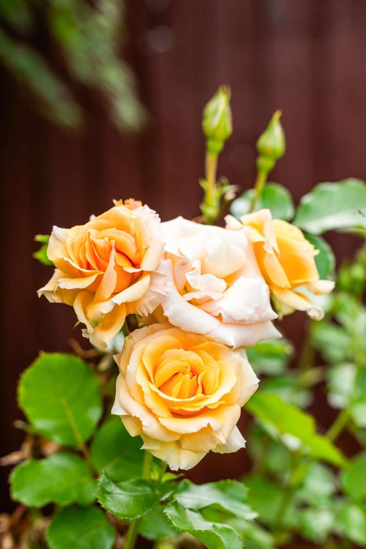 10 Haslett Place Upper Riccarton_24