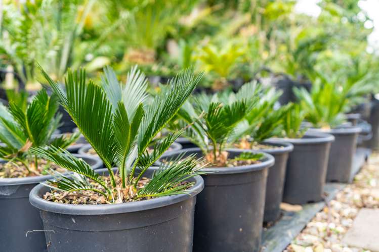 656 One Tree Point Road Ruakaka_13