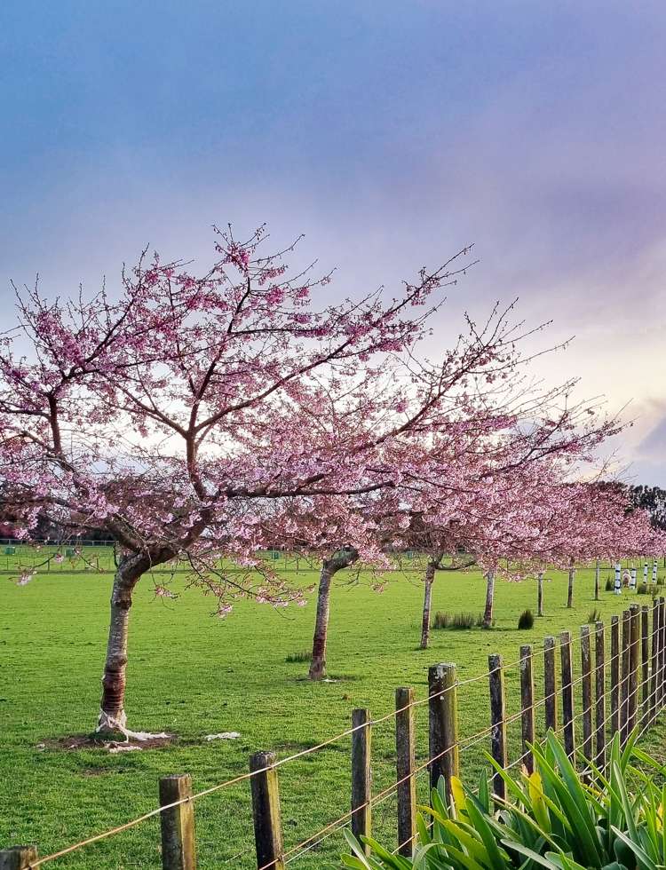 159 Koputaroa Road Levin_23