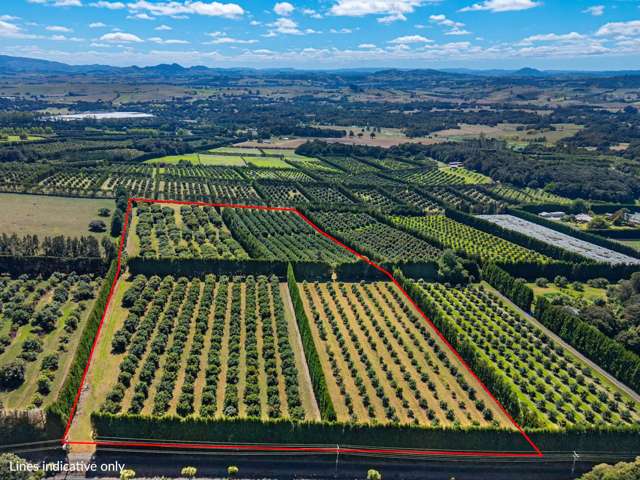 Prime Avocado Orchard in a Top Location