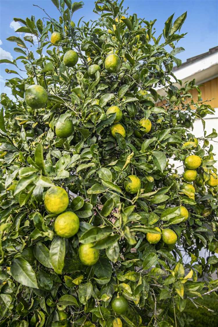 5/31 Bowater Place Manurewa_8