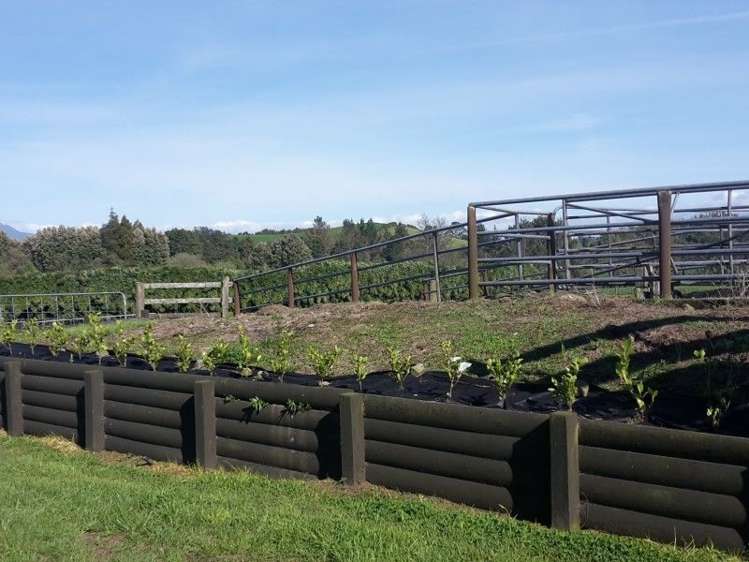 346 Rugby Road Tariki_29