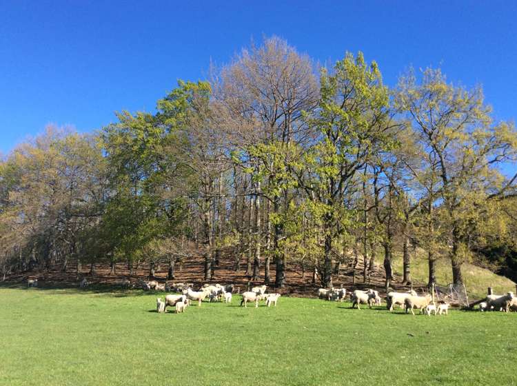 387 Eggleston Road Cheviot_9