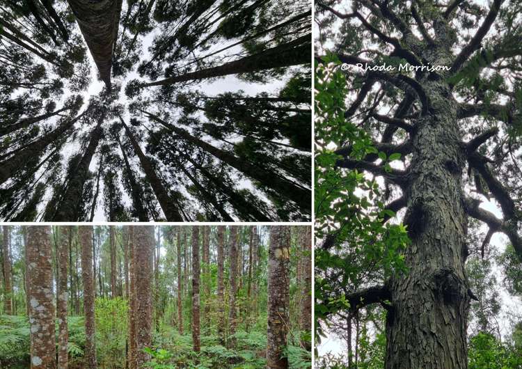 726 Paparoa Station Road Maungaturoto_20