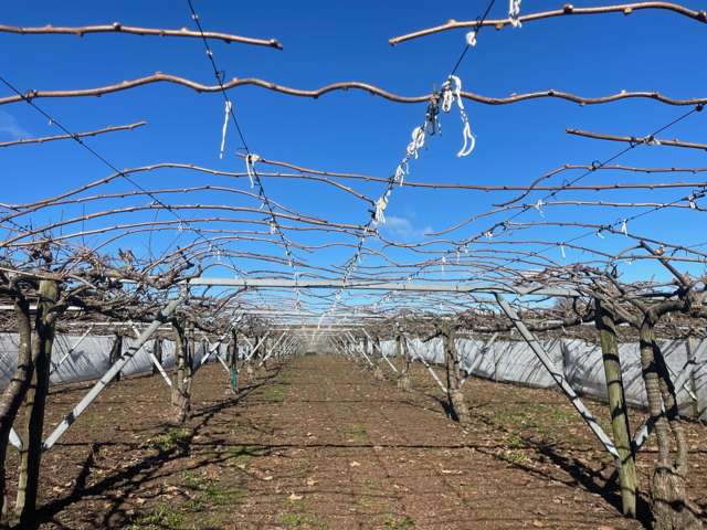 64 and 54 Whitehead Avenue Te Puke_1