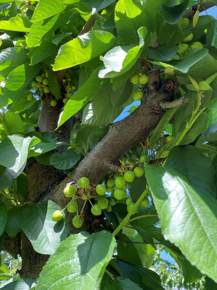 Luggate-Cromwell Road Cromwell_22