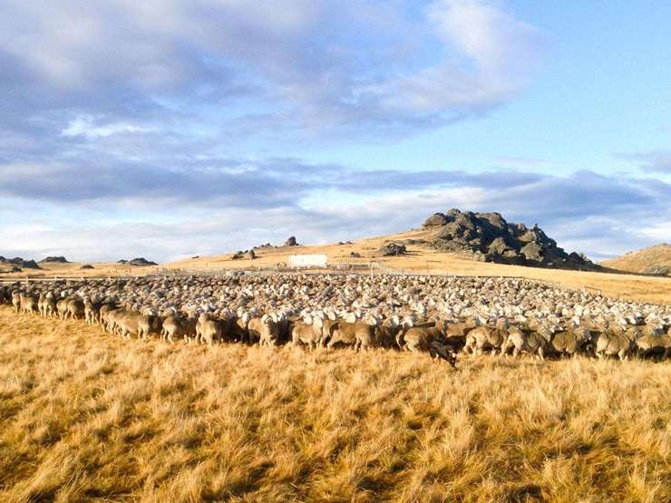 The Southern Farm Collection of Lone Star Farms, in Otago, is one of the biggest land offerings on the open market in New Zealand. Photo / Supplied