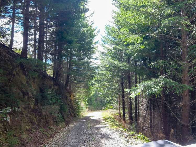 State Highway 63 Wairau Valley_4