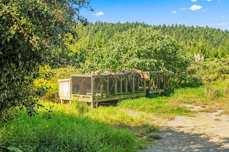 110 Whangape Track Road Broadwood_24